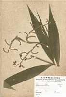 藏品(黃藤)的圖片